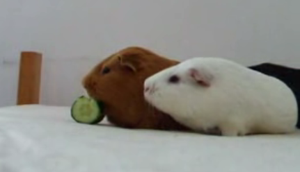 Guinea Pigs: Not Much Into Sharing